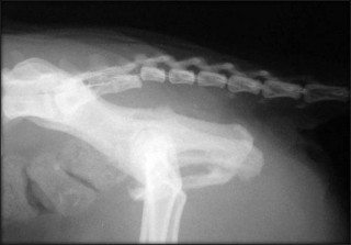 Figure 2: Lateral radiograph showing a subluxation at the sacrococcygeal joint. Image: Sorrel Langley-Hobbs.
