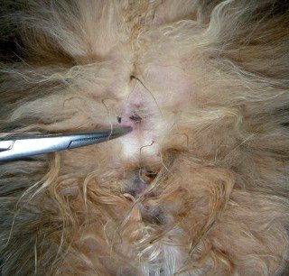 Figure 4. After stimulation of the perineal area using a pair of forceps – note change in appearance of anal sphincter in this normal cat.