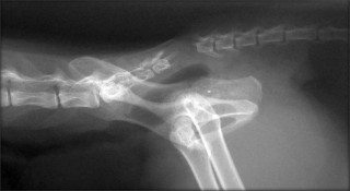 Figure 1. Lateral radiograph showing marked distraction between the first two coccygeal vertebrae. Image: Sorrel Langley-Hobbs.