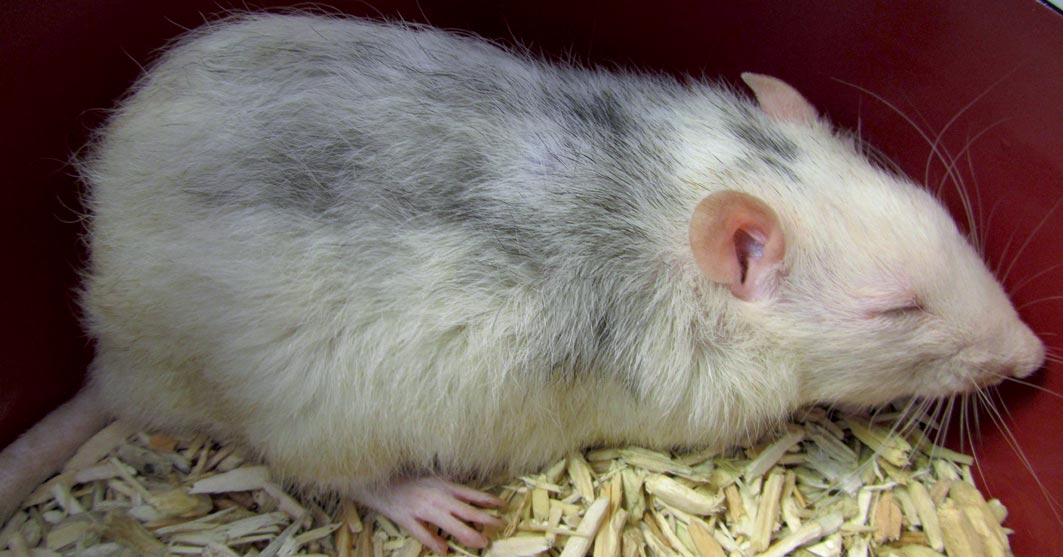Vets that treat rats near me cheap
