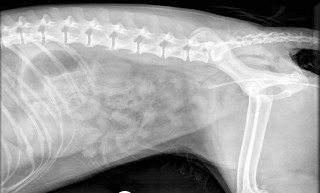 Figure 1 (above). Control left lateral recumbent radiograph of the mid-caudal abdomen before injection of CM. Female, neutered, three-year-old springer spaniel with a history of recurrent cystitis and only one kidney visualised with ultrasound. A urinary catheter is present in the bladder but the bladder is not visualised. The left renal silhouette is visible. Image: © Animal Health Trust.