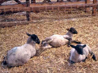 Lambs showing the after effects of clinical coccidiosis. Note the degree of abdominal distension that can also feature with milk-fed lambs.