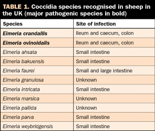 Table 1. Coccidia species recognised in sheep in the UK (major pathogenic species in bold).
