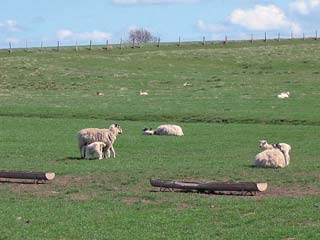 Sheep and lambs that are well spread out on dry grazing.