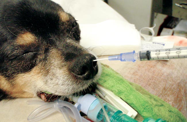 Small animal anaesthesia: part two | Vet Times