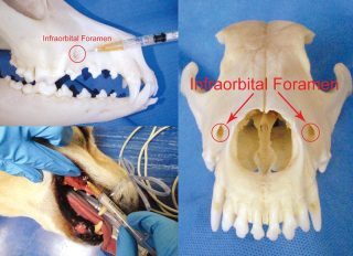 Figure 2. Palpation of intraorbital foramen in the maxilla dorsal to the caudal (distal) root of the upper third premolar. May also be palpated extraorally.