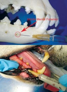 Figure 4. Palpate the mental foramen just ventral to the rostral root of the second premolar.