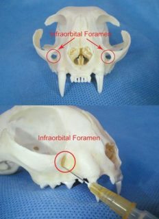Figure 6. A feline skull showing the short length of the infraorbital foramen canal.
