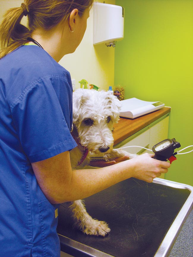 Figure 4. The veterinary nurse must be confident and experienced in the use of the blood pressure monitor. Doppler units are more accurate than oscillometric, but have a longer learning curve.