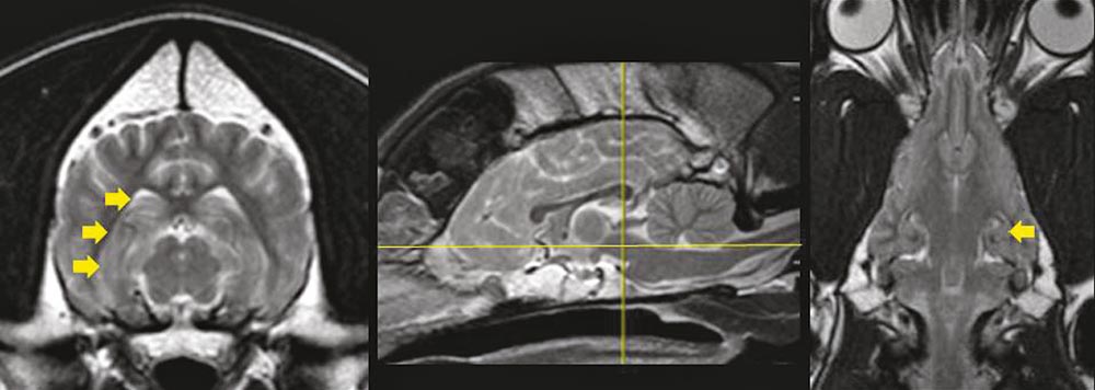 Figure 2. Transverse and dorsal T2-weighted MRI scans depicting the location of the hippocampus (arrows). The midline sagittal image indicates the section levels of the transverse and dorsal images.