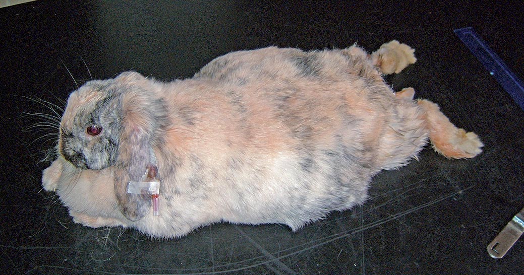 Figure 2. This obese rabbit is prone to GI statis due to immobility and poor diet.