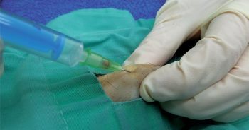 Figure 1. Bone marrow biopsy from the proximal tibia of a ferret.
