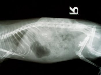 Figure 2. Lateral abdominal radiograph of a guinea pig demonstrating renal and cystic calculi.