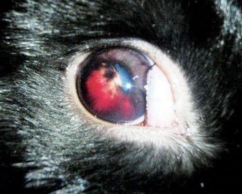 Figure 3. Anterior uveitis in a rabbit secondary to Encephalitozoon cuniculi infection. 