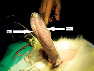 Figure 2. The central ear artery can be used for blood gas analysis.