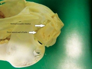 Figure 3. The bulla has thick bone laterally and thinner bone ventrally. 