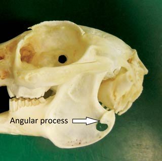 Figure 4. The angular process of the mandible is a useful landmark.