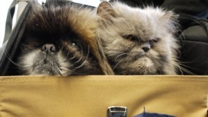 Wilson and Little Blue Little Blue with Peke Wilson