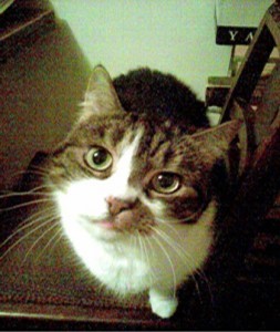 Flumpy