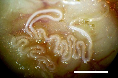 Lungworm in cats Vet Times