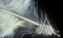 Lice eggs at the base of the feather shaft.