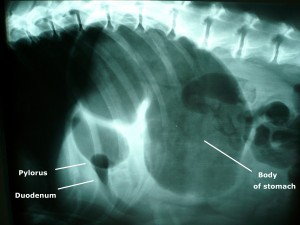 Photo of an x-ray showing gastric dilatation and volvulus in a large mixed-breed dog. The large dark area is the gas trapped in the stomach. The pylorus and duodenum are in an abnormal position cranial to the stomach and are separated by a fold in the stomach, creating a "double bubble" appearance. By Joel Mills (Own work) [GFDL (http://www.gnu.org/copyleft/fdl.html), CC-BY-SA-3.0 (http://creativecommons.org/licenses/by-sa/3.0/) or CC-BY-SA-2.5-2.0-1.0 (http://creativecommons.org/licenses/by-sa/2.5-2.0-1.0)], via Wikimedia Commons