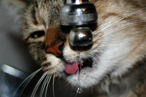 Cat Drinking from tap