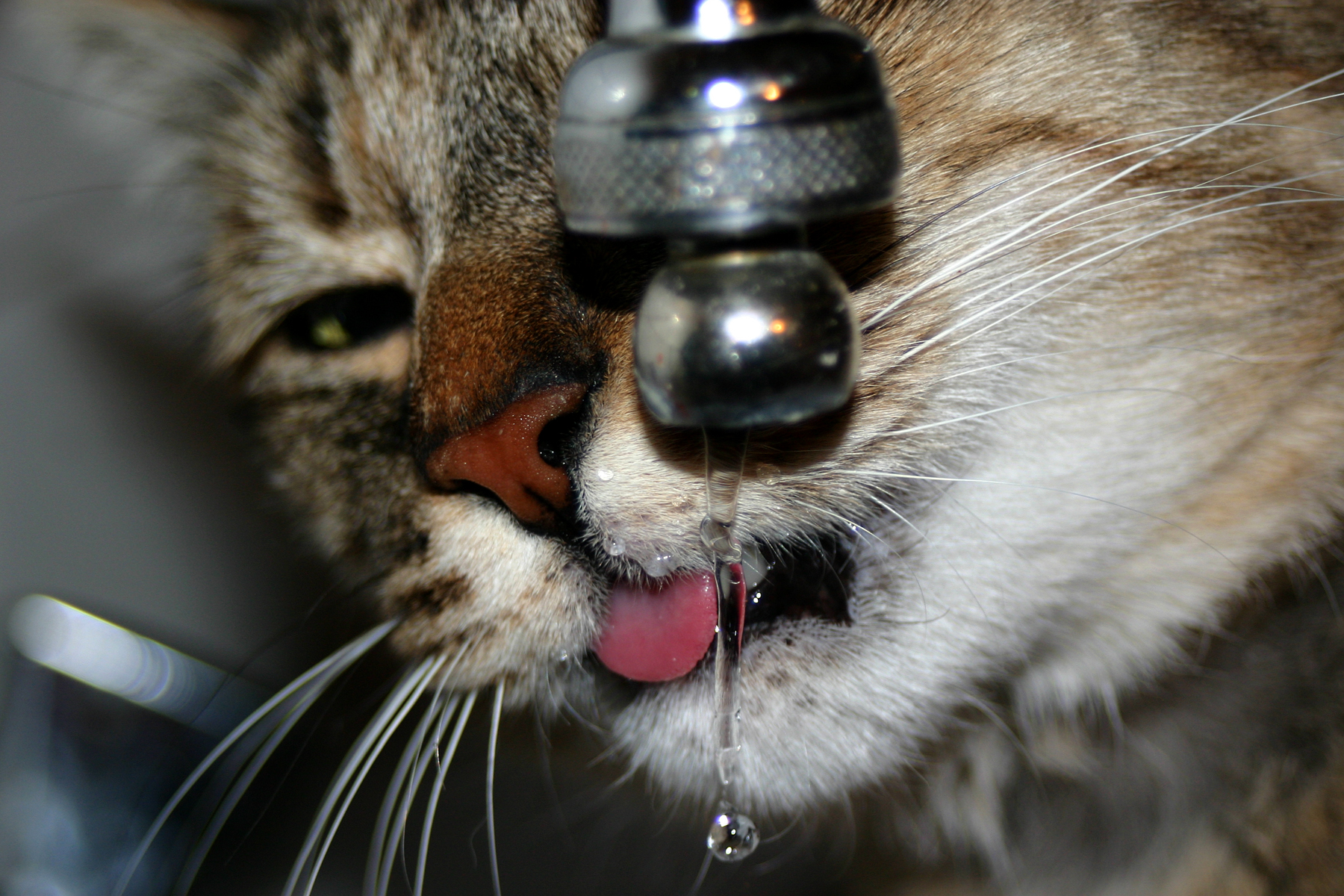 Кошка и вода из крана красивые. Cats Drink Water. The Cat is thirsty.