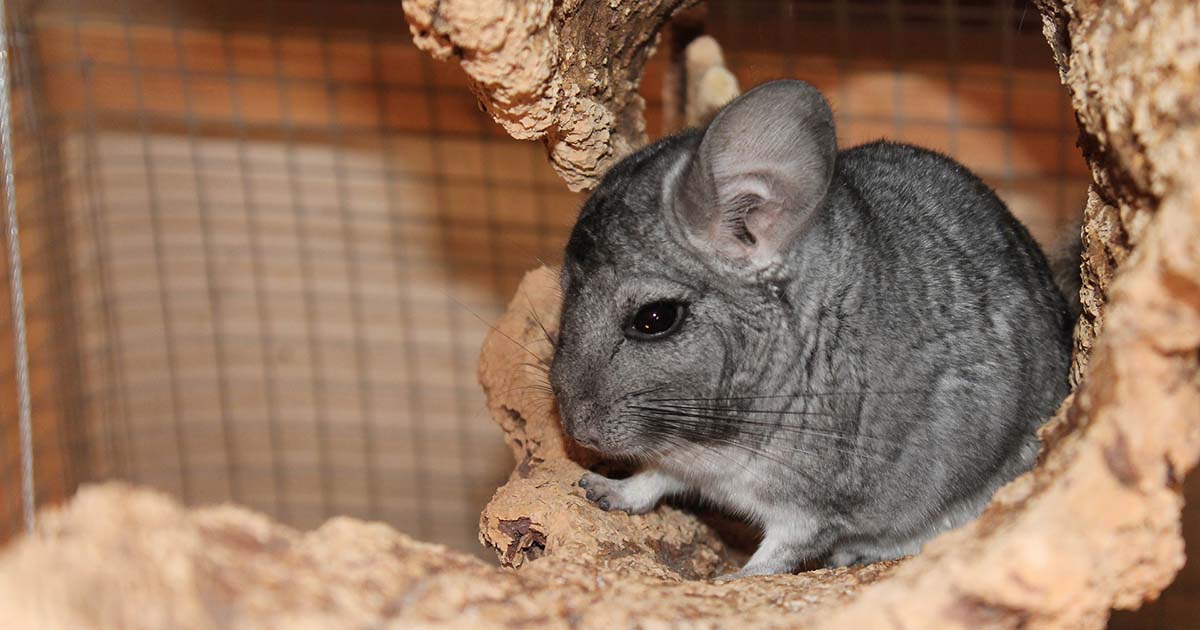 Figure 1. As the popularity of owning small mammal species such as chinchillas as pets increases, so too does client expectation on their quality of care.