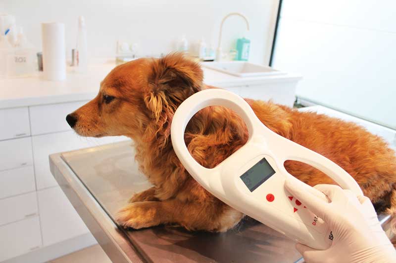 Figure 2. A battery-powered scanner uses radio frequency identification technology to read a microchip when passed over a chipped animal’s body. IMAGE: ©Sternrenette/Wikimedia Commons.