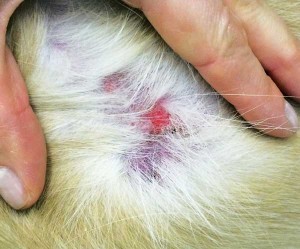 Figure 1. Erythematous, alopecic, ulcerated lesion from T cell epitheliotropic lymphoma.