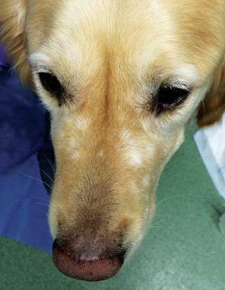 Figure 2. Hypopigmentation on the nose of a dog with epitheliotropic lymphoma.