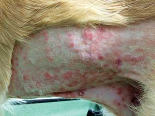 Figure 3. Nodular, erythematous nodules in a dog with T cell epitheliotropic lymphoma.