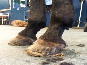 Figure 3. Long-toe, low-heel foot conformation associated with palmar foot pain.