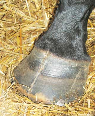 Figure 4. Hoof crack.