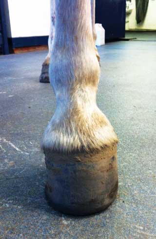 Figure 5. Contracted foot due to chronic lameness.