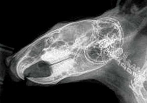 Figure 1. Left to right latero-lateral projection of the skull of the chinchilla. Normal study.