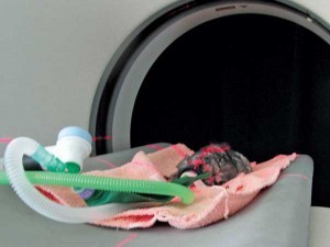 Figure 4. The anaesthetised chinchilla undergoing a CT scan.