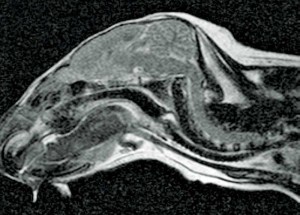 Figure 6. Sagittal MRI of the same chinchilla showing no evidence of structural abnormalities.