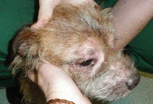 Facial pruritus and conjunctivitis in a border terrier that has a pollen allergy.
