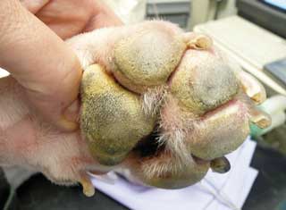 Pedal erythema and self-inflicted trauma in a dog with atopic dermatitis.