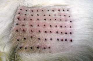 Intradermal allergy testing can be useful to identify a dog’s allergen profile, which can help in management of disease.