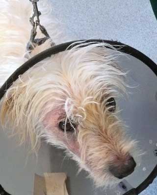Acute onset facial pruritus in a dog with a pollen allergy.