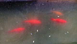 Figure 3. Goldfish can be used to keep troughs clean, but sometimes are overwhelmed.
