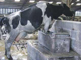 Figure 4. A cow exerting its dominance when water supply is limited.