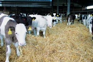 Plenty of clean, fresh bedding is important for good welfare, as well as disease prevention.