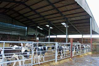 An all in, all out policy with cleaning and disinfection between batches of calves will reduce the risk of disease spread.