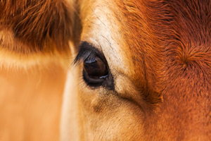Want to know how a cow is feeling? Look into its eyes | Vet Times