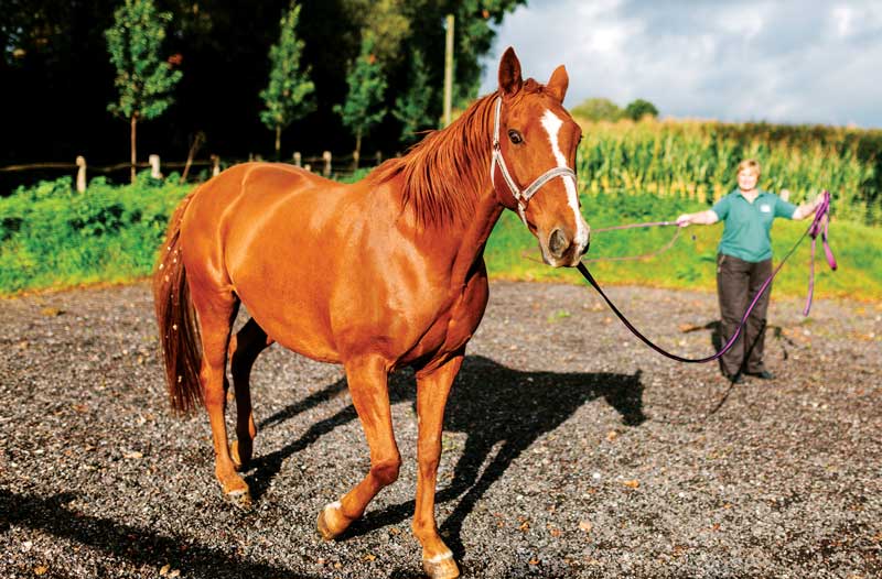 Walking and trotting a horse to assess its gait may be carried out on hard and soft ground as part of the lameness investigation process. IMAGE: ©urbancow/iStock.