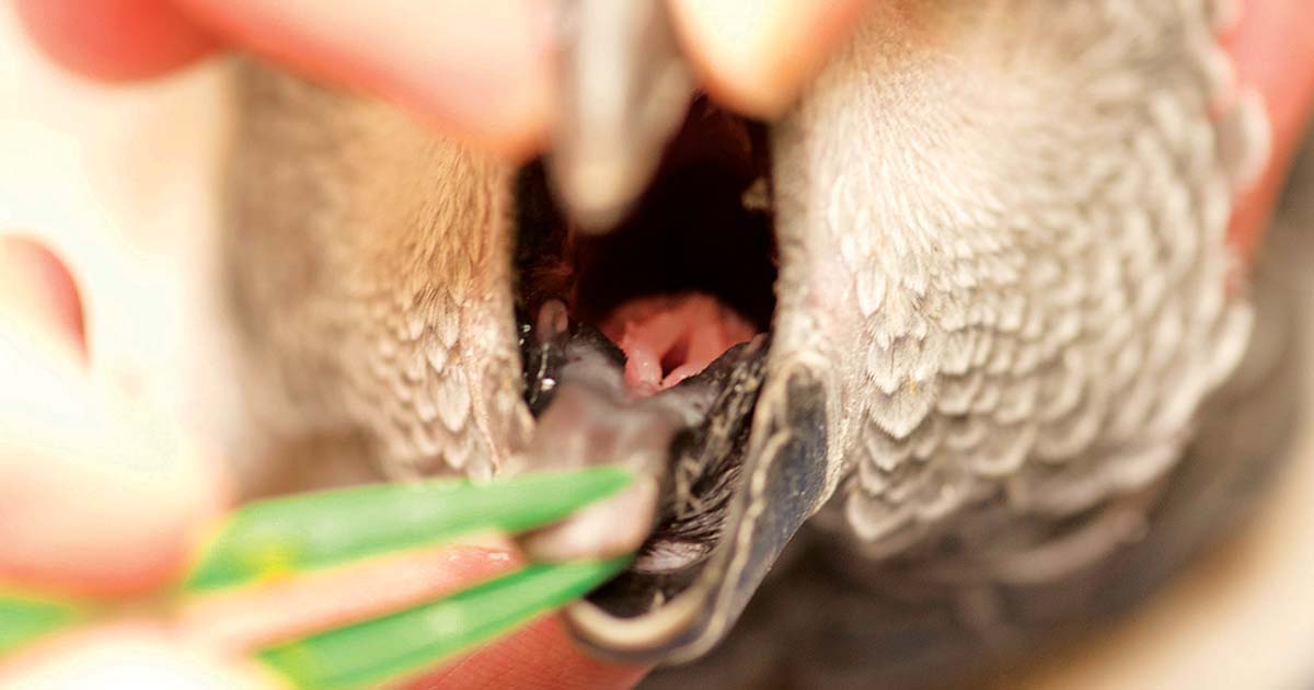 Figure 1. African grey parrot glottis – entrance into the trachea.